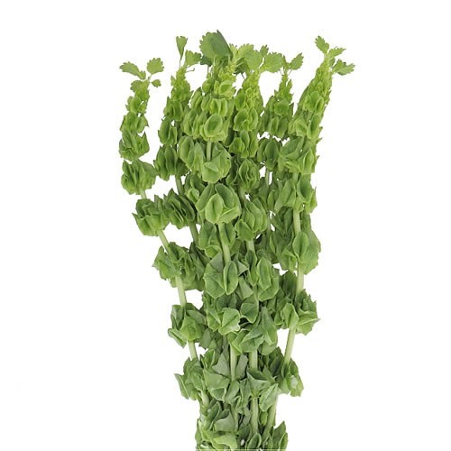 MOLUCCELLA