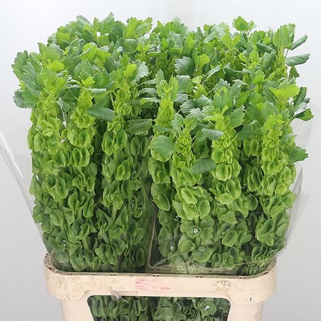 MOLUCCELLA
