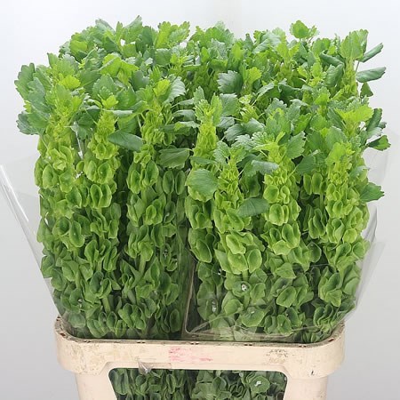 MOLUCCELLA