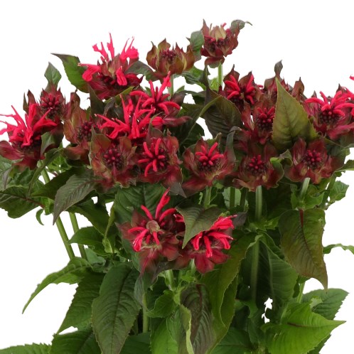 MONARDA ASTRID