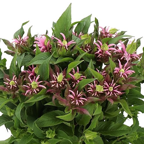 MONARDA BEAUTY OF COBHAM 60cm | Wholesale Dutch Flowers & Florist ...