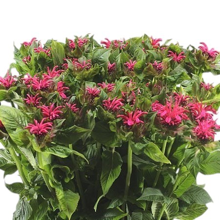 MONARDA LIESBETH