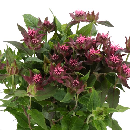 MONARDA LINDA