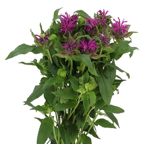 MONARDA PRAERIENACHT 60cm | Wholesale Dutch Flowers & Florist Supplies UK