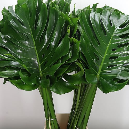 MONSTERA LEAVES