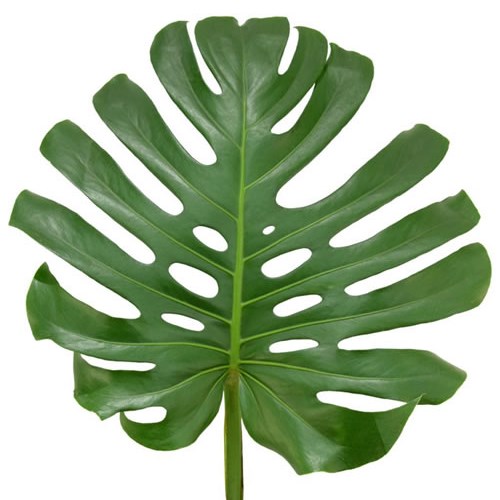 MONSTERA LEAVES