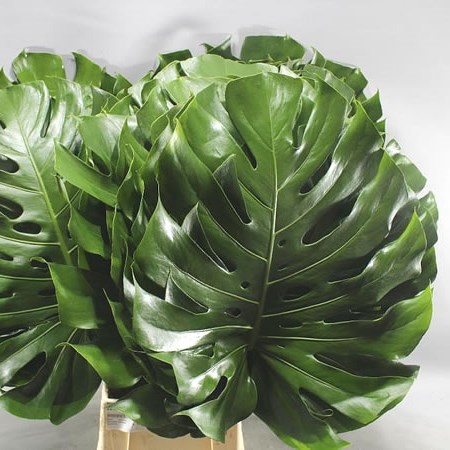 MONSTERA LEAVES
