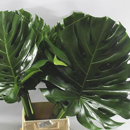 MONSTERA LEAVES