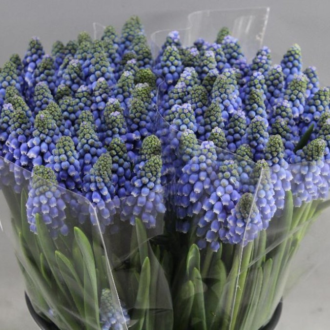 MUSCARI BIG SMILE