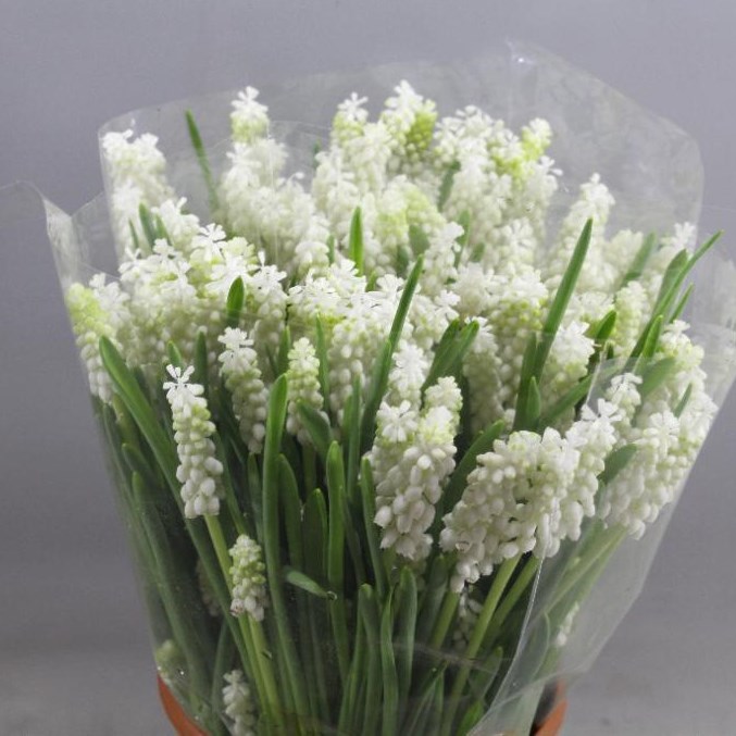 MUSCARI BOTRI ALBUM