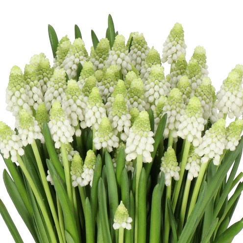 MUSCARI CASABLANCA
