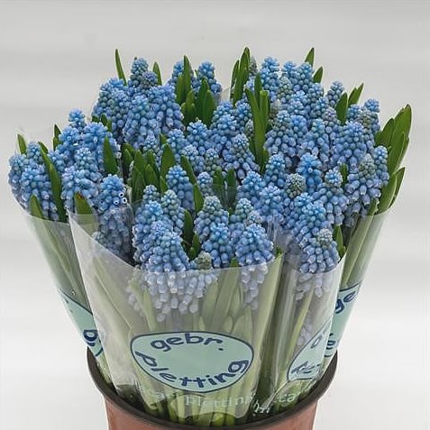 MUSCARI CUPIDO