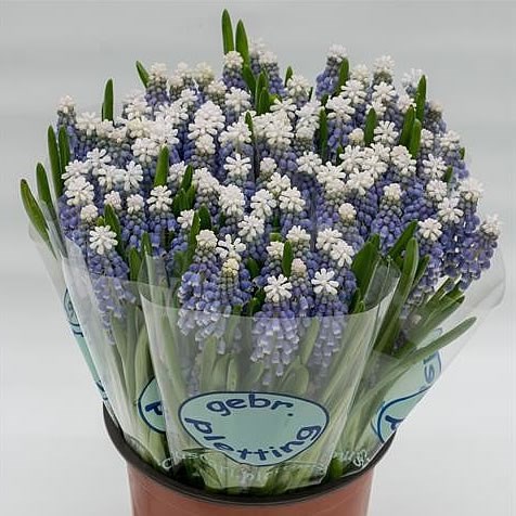 MUSCARI HELENA