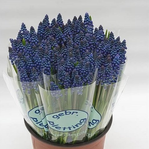 MUSCARI JOYCE SPIRIT