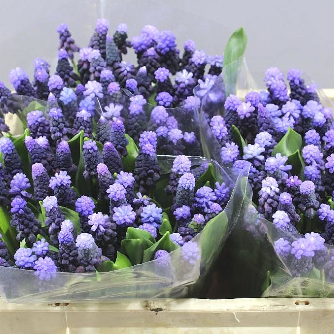 MUSCARI LATIFOLIUM
