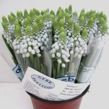MUSCARI MANON