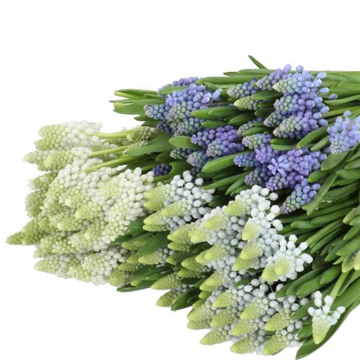 MUSCARI MIX