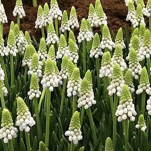 MUSCARI SIBERIAN TIGER