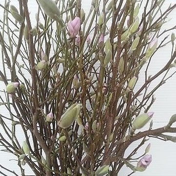 Magnolia Grandiflora