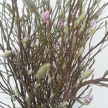 Magnolia Grandifora