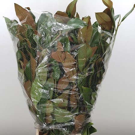 Magnolia Leaves