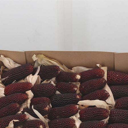 Maize - Strawberry Red