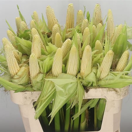Maize - on stems