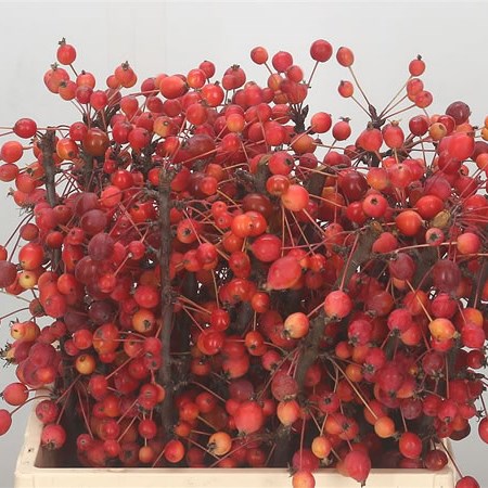 Malus Adirondack