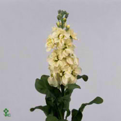 Stocks Centum Cream