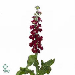 Stocks Fantasy Red
