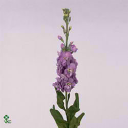 Stocks Figaro Lavender