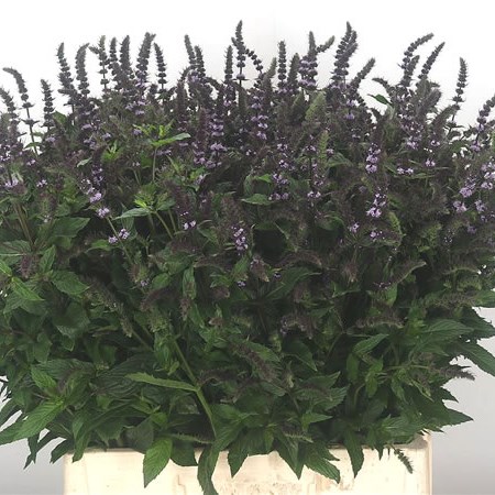 Mentha Dark Sensation