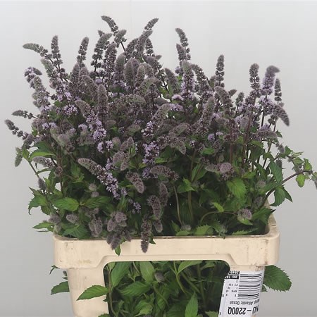 Mentha Fresh Sensation