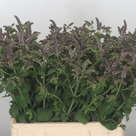 Mentha Jocka (Mint)