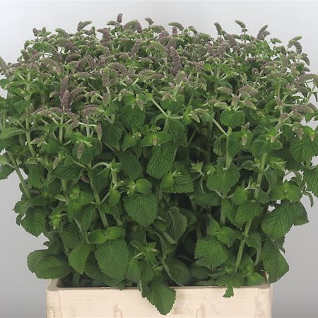 Mentha Jocka (Mint)