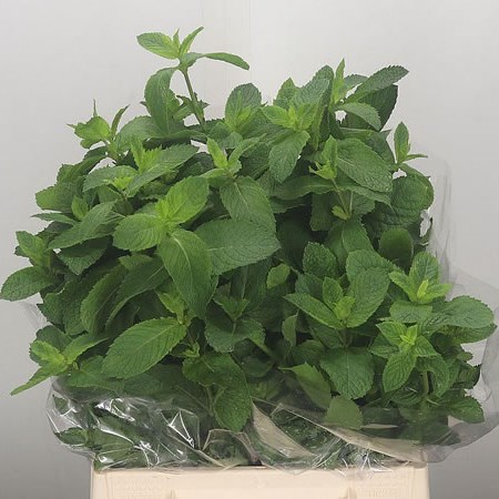 Mentha (Mint)