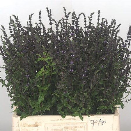 Mentha Purple Sensation