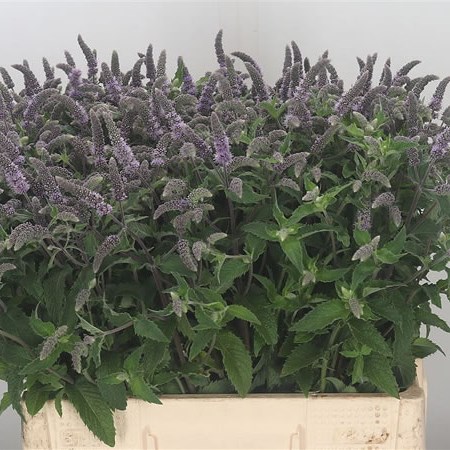 Mentha Supreme Queen