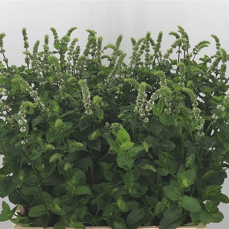 Mentha White Juliet