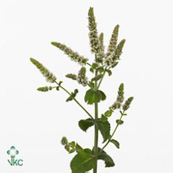 Mentha Angelique (Mint)