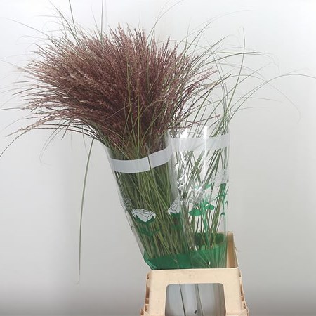 Miscanthus Krater