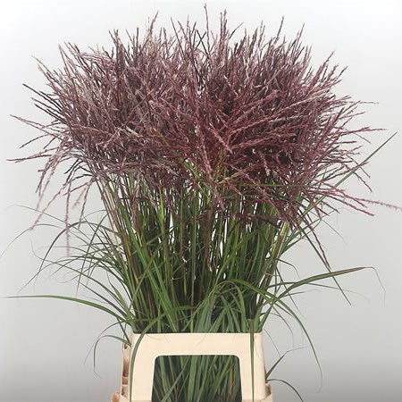 Miscanthus Rotfeder