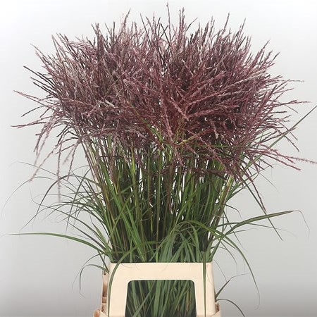 Miscanthus Rotfeder