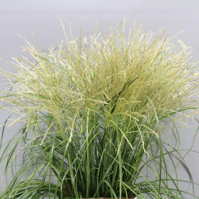 Miscanthus Sin White Cloud