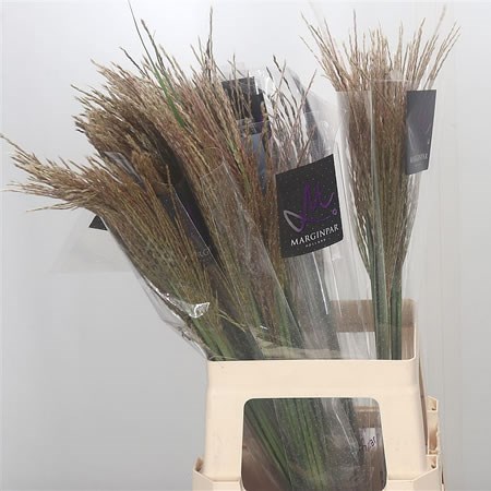 Miscanthus White Cloud