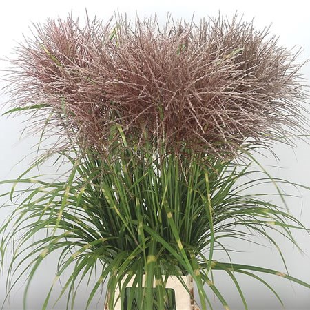 Miscanthus Zebrinus