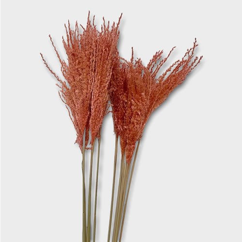 Miscanthus Pink (Dried) 