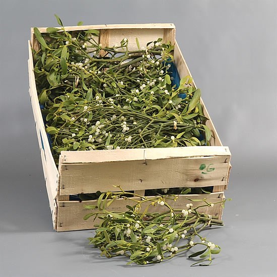 Mistletoe x bunch