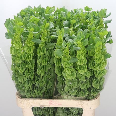 Moluccella