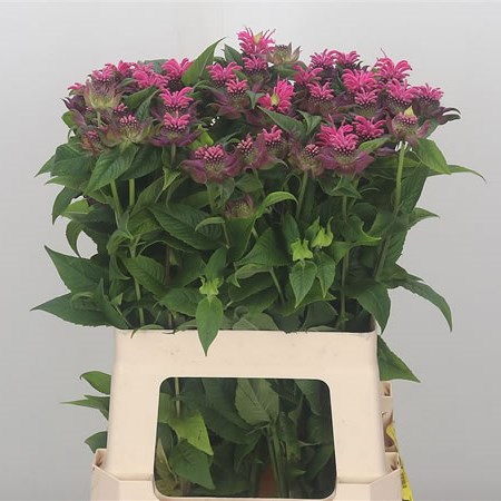 Monarda Denise Pink